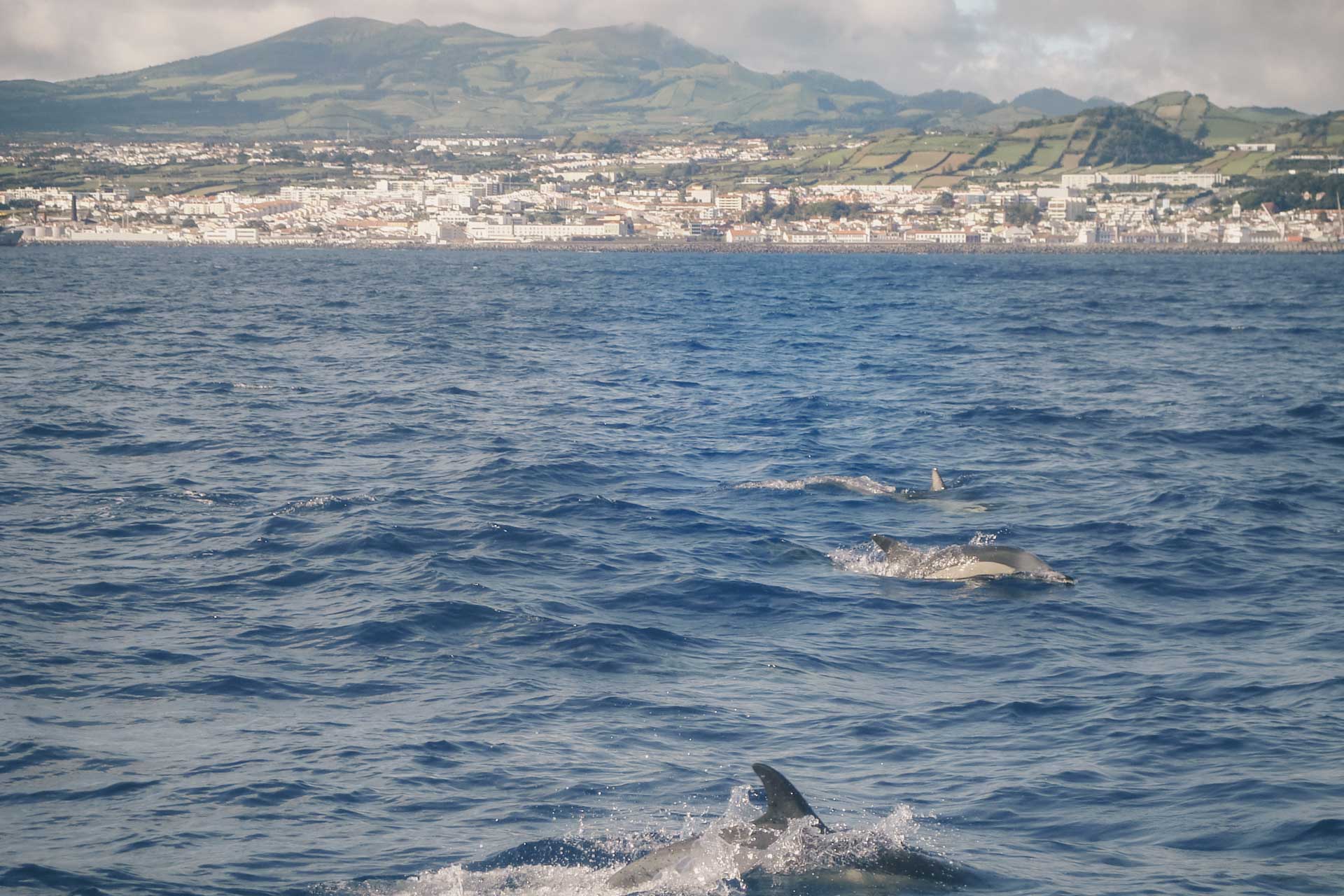 Dolphins Azores