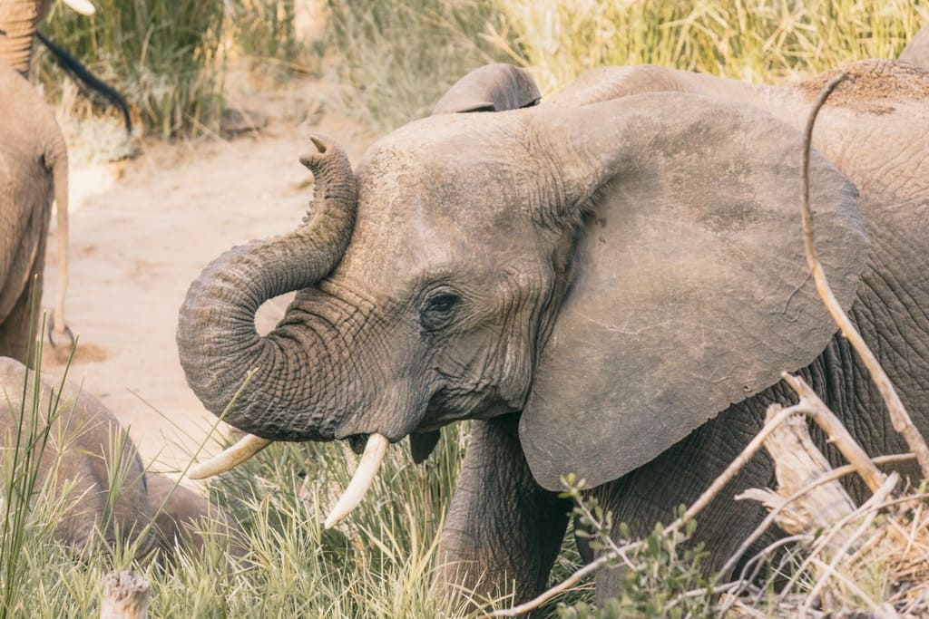 Cute elephant in South Africa