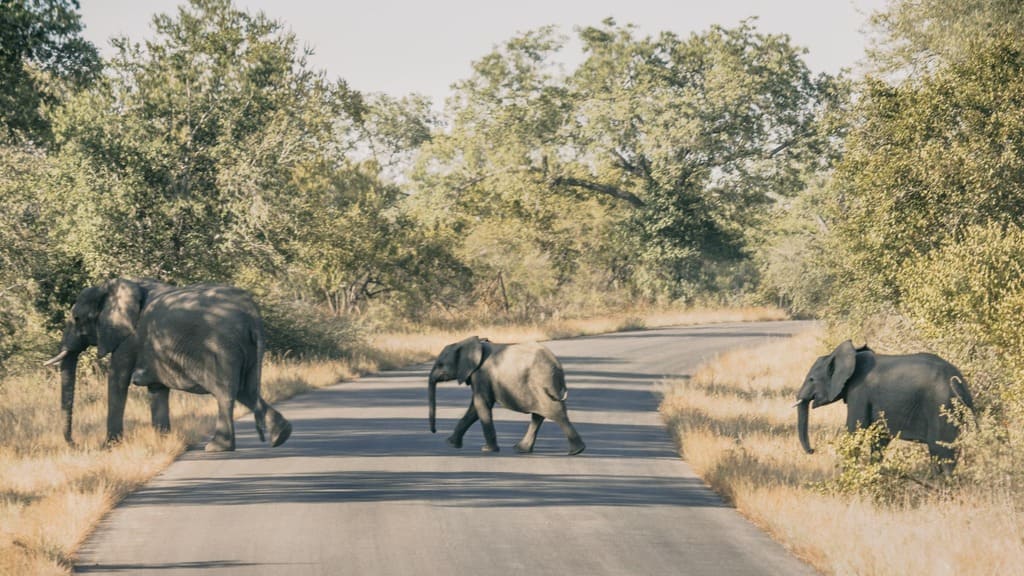 Elephants on the road in South Africa
