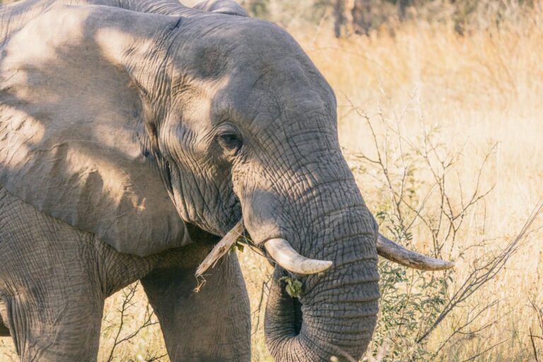 <em>Why You Shouldn’t Ride an Elephant:</em> The Hidden Cruelty Behind the Activity
