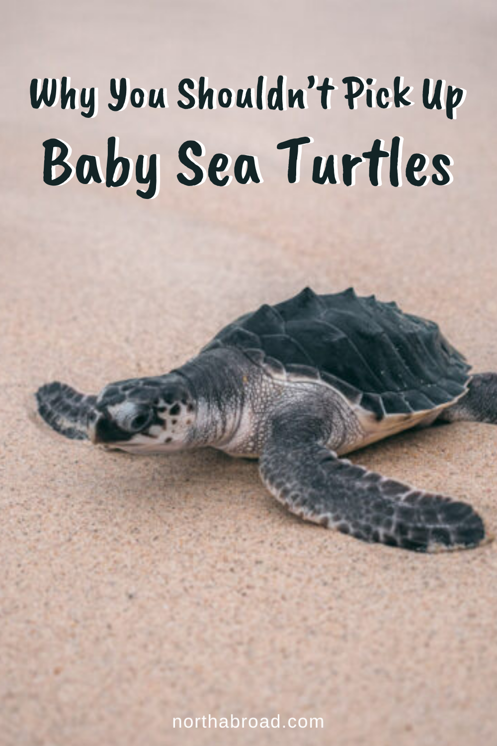 Why You Shouldn’t Pick Up Baby Sea Turtles
