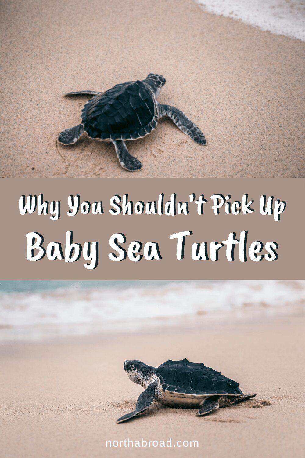 Why You Shouldn’t Pick Up Baby Sea Turtles