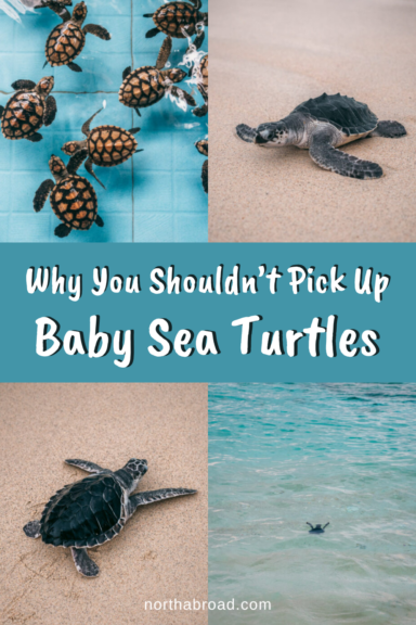 Why You Shouldn’t Pick Up Baby Sea Turtles - Northabroad