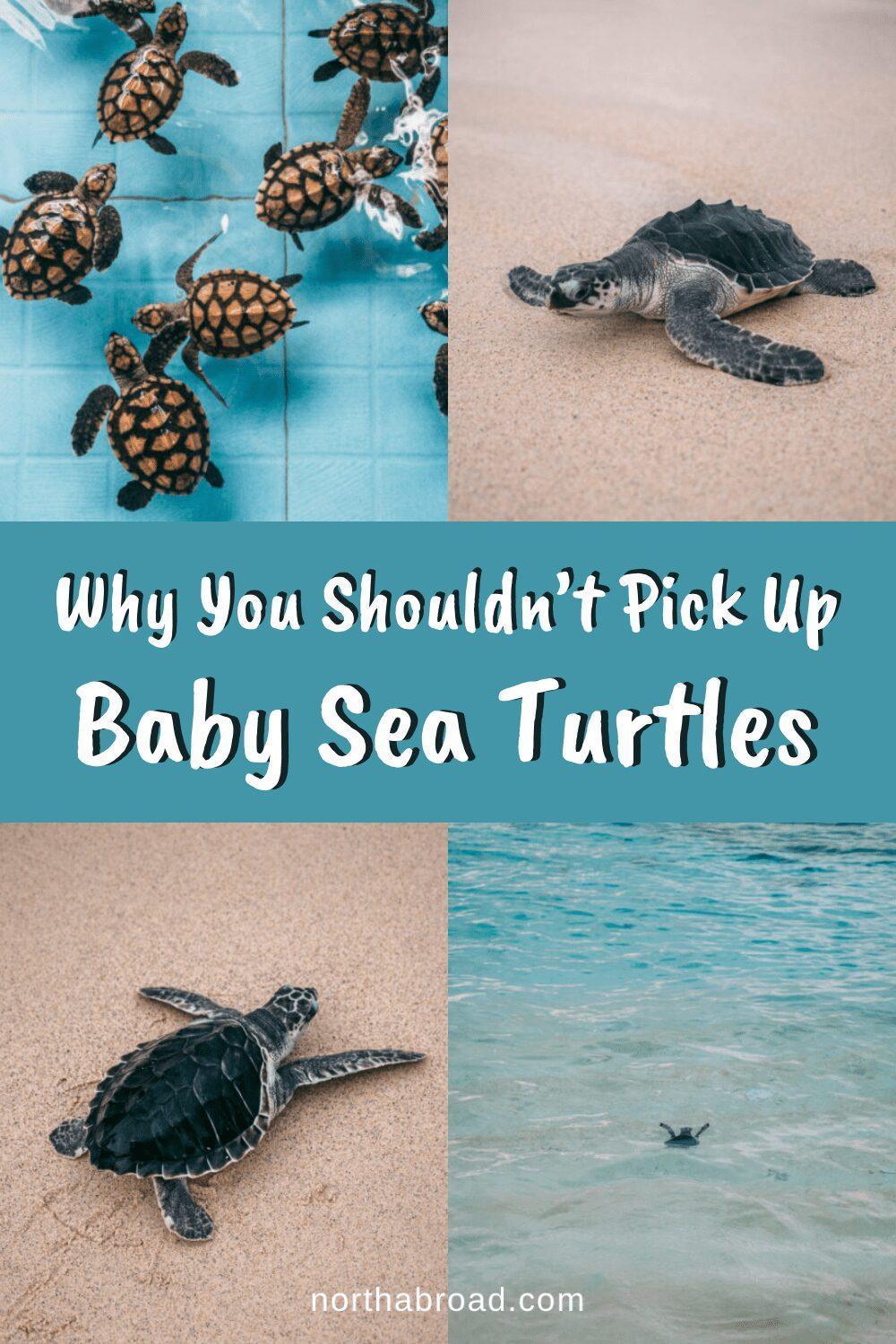 Why You Shouldn’t Pick Up Baby Sea Turtles