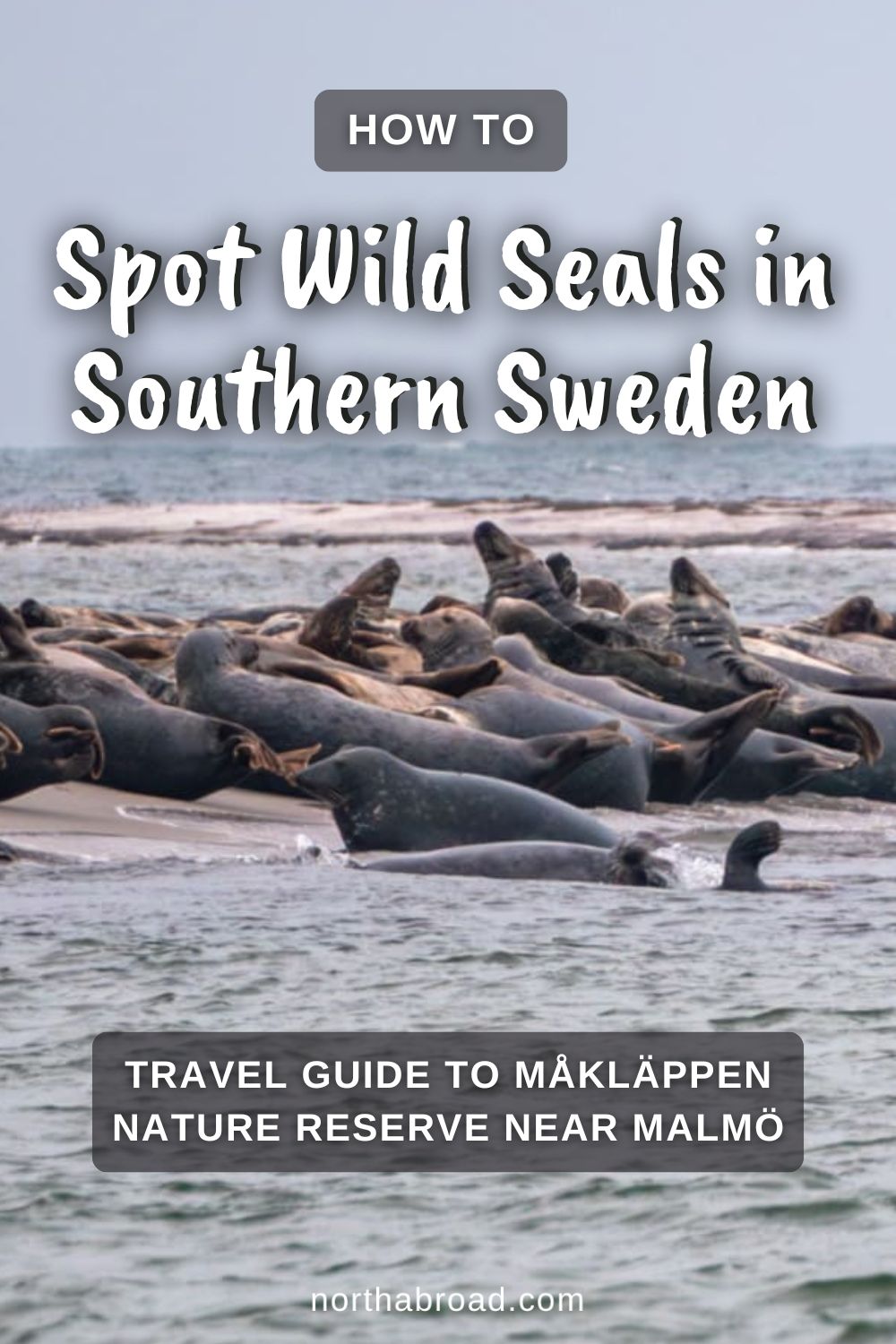 Måkläppen Nature Reserve: Travel Guide to Spot Wild Seals in Southern Sweden