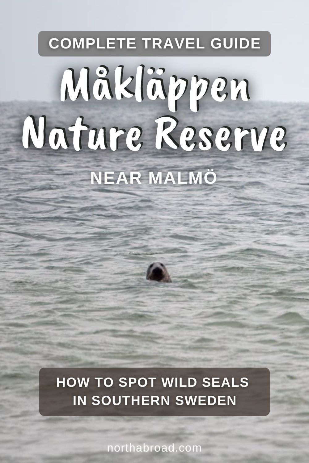 Måkläppen Nature Reserve: Travel Guide to Spot Wild Seals in Southern Sweden