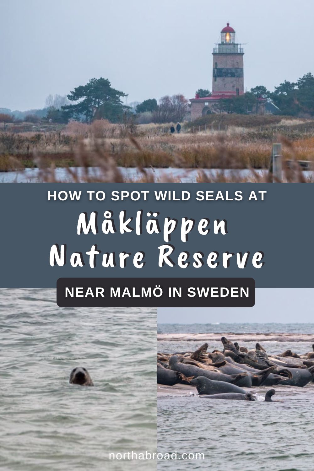 Måkläppen Nature Reserve: Travel Guide to Spot Wild Seals in Southern Sweden