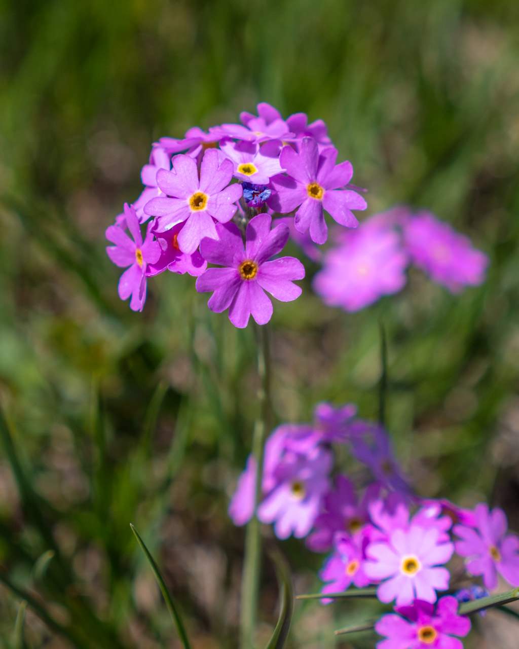 Flowers on Alpe di Siusi