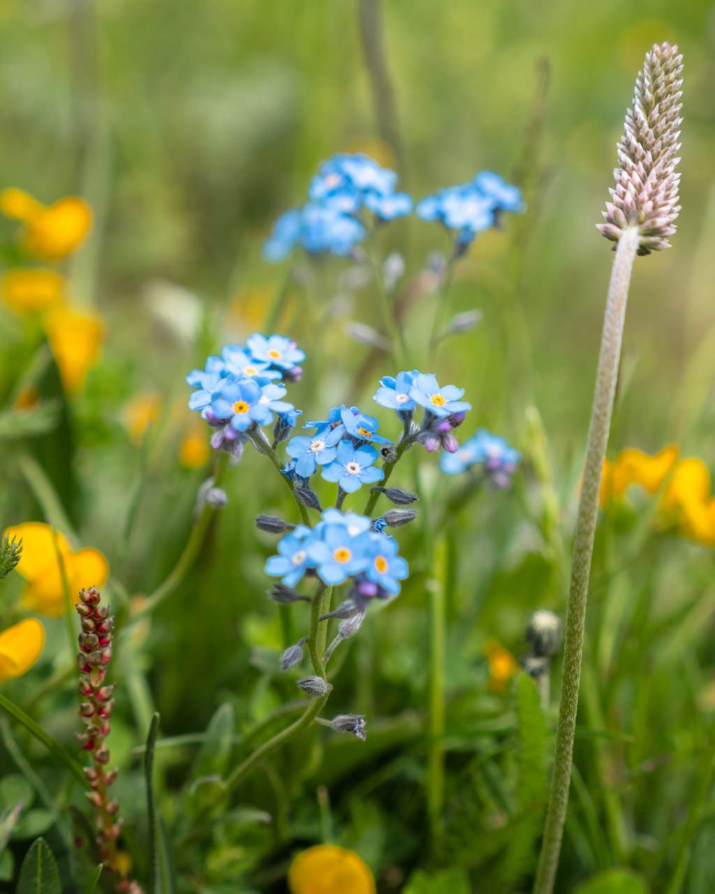 Flowers on Alpe di Siusi