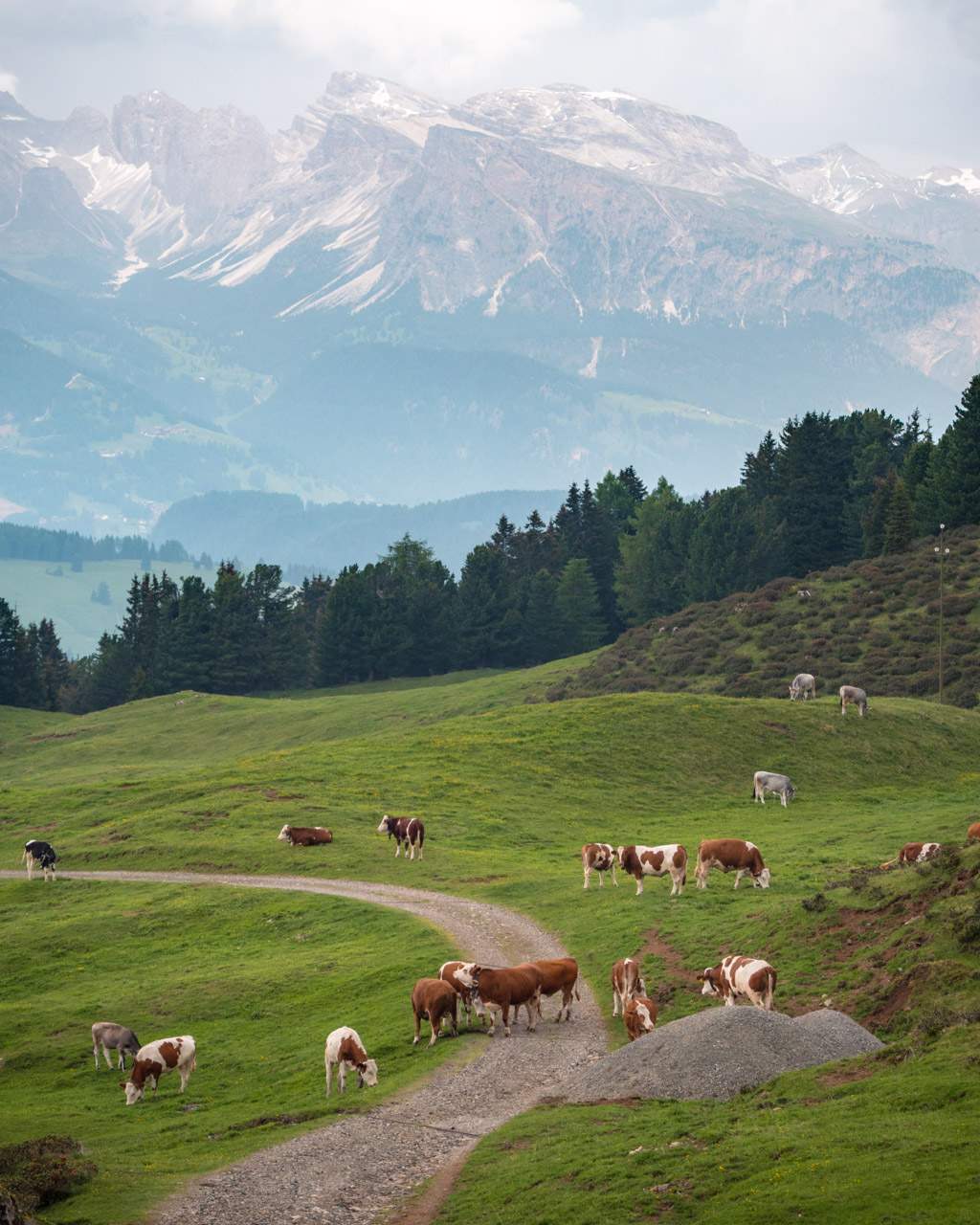 Free-roaming cattle on Alpe di Siusi
