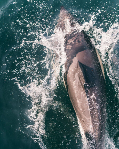 Spotting Dolphins In The Hauraki Gulf With Auckland Whale & Dolphin ...