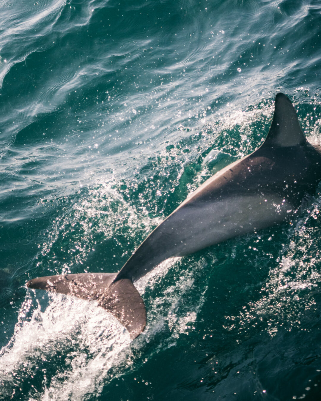 Spotting Dolphins In The Hauraki Gulf With Auckland Whale & Dolphin ...