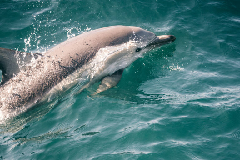 Spotting Dolphins in the Hauraki Gulf With Auckland Whale & Dolphin Safari