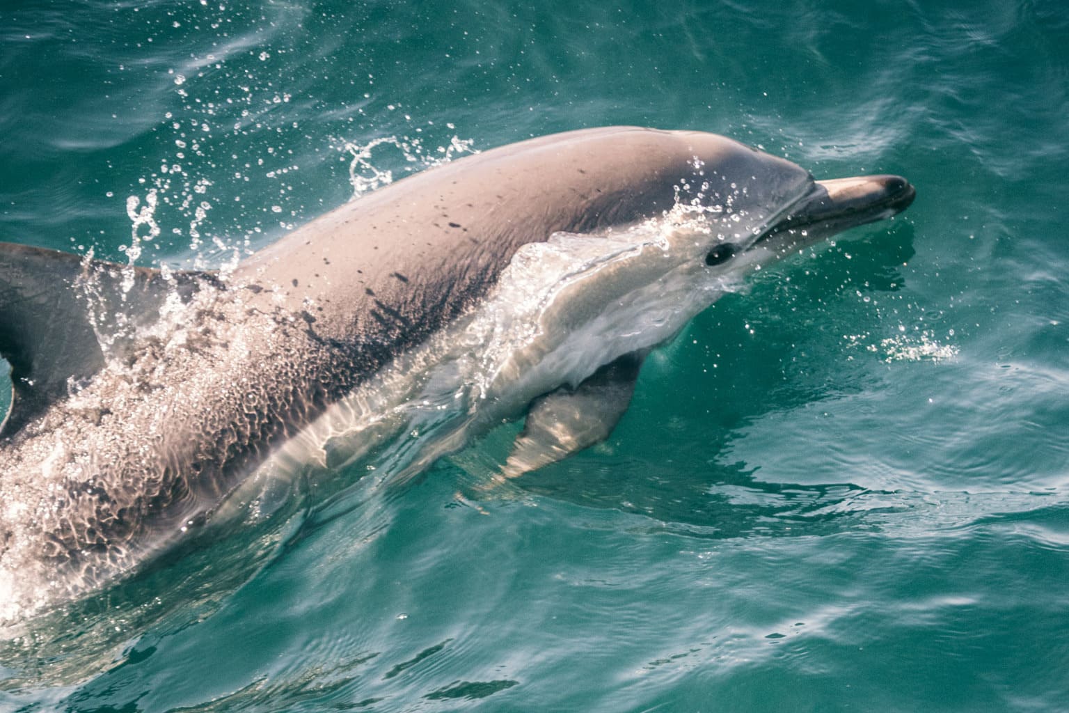 Wild dolphin in the ocean