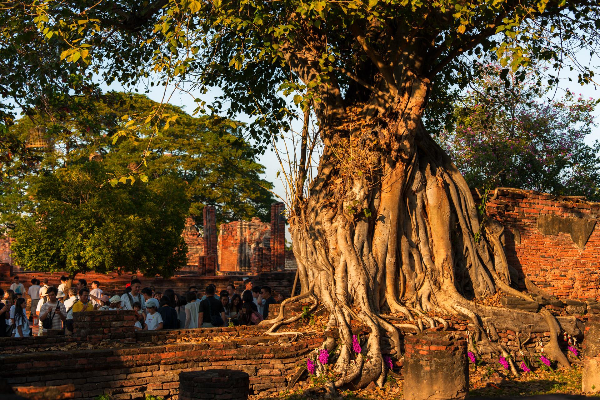 The backside of the famous Buddha head tree