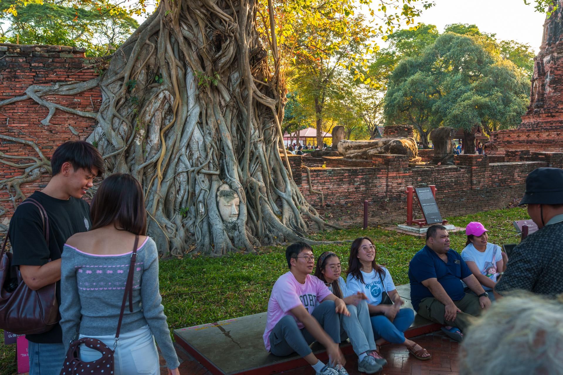 Tourists sitting down in front of the Buddha head tree at Wat Mahathat temple in Ayutthaya