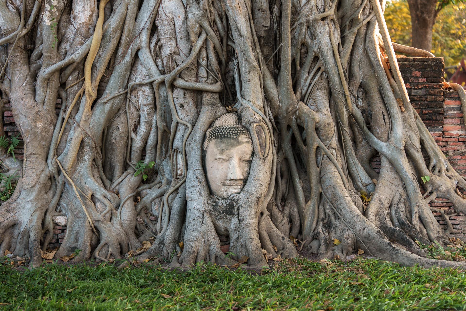 The famous Buddha head at Wat Mahathat temple in Ayutthaya