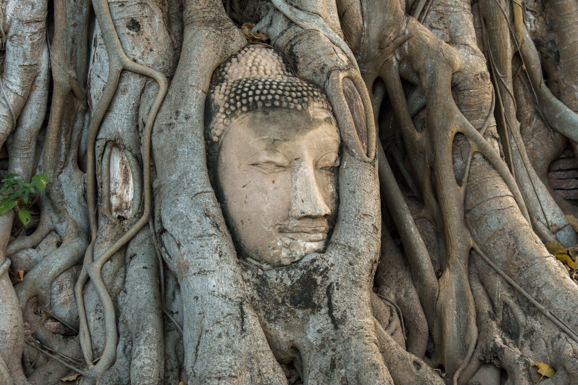 The famous Buddha head at Wat Mahathat temple in Ayutthaya