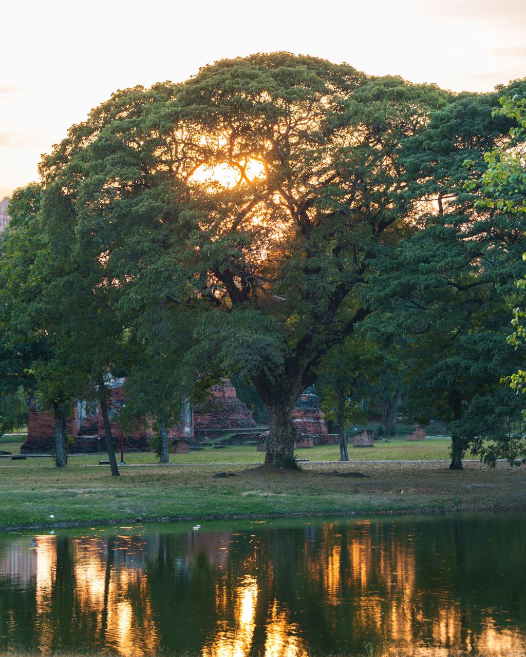 Sunset, with the sun shining through a leafy tree and into a river at Wat Mahathat in Ayutthaya