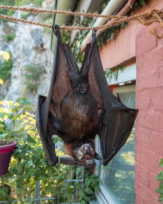 Foxi the fruit bat