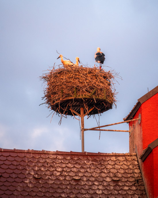 Stork nest