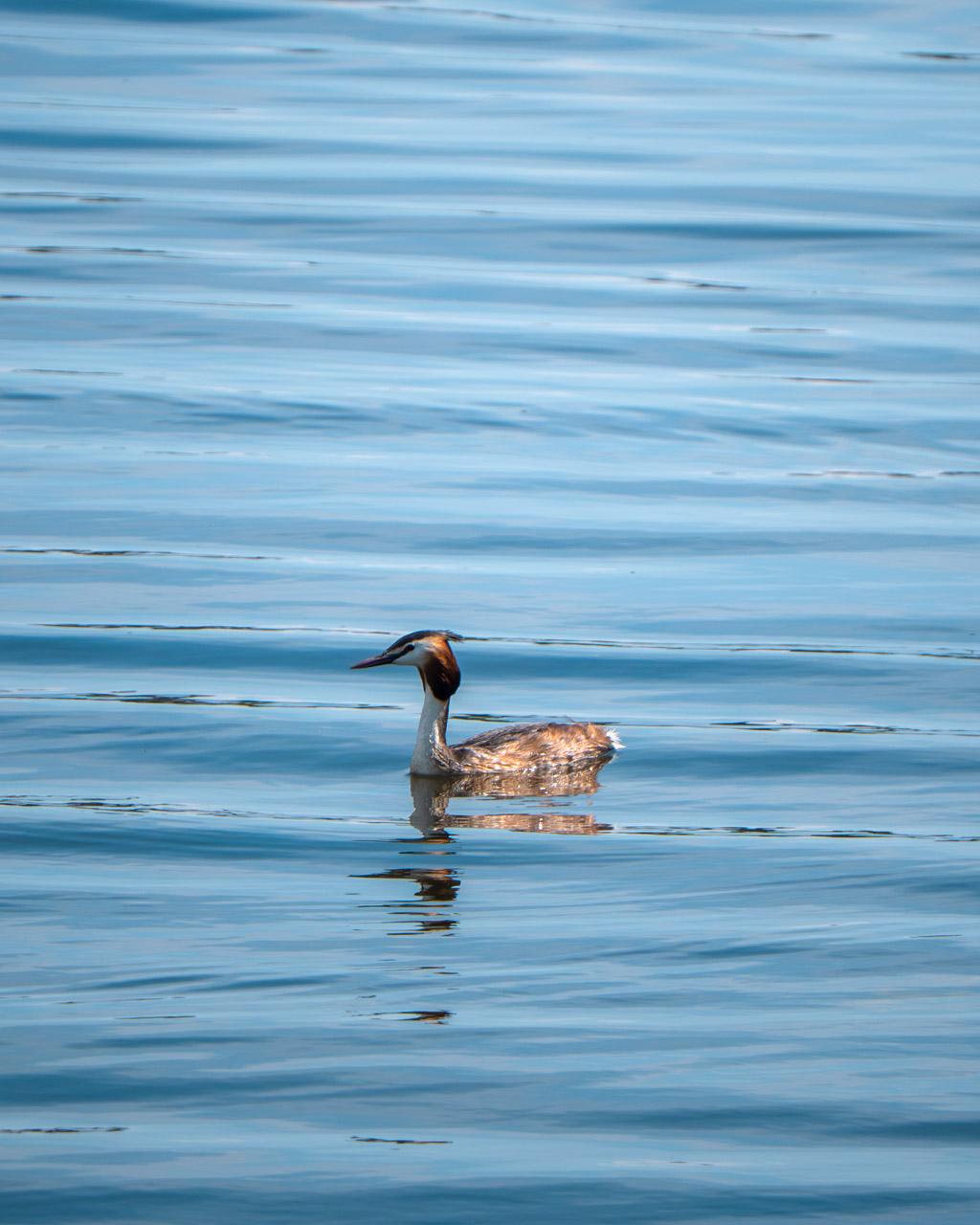 Great crested grebe at Biguglia Pond Nature Reserve 