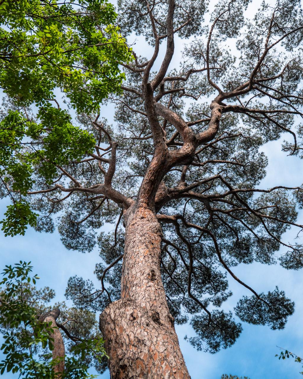 Stone pine in the Romieu Garden.