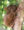 Close-up of tarsier in Bohol 