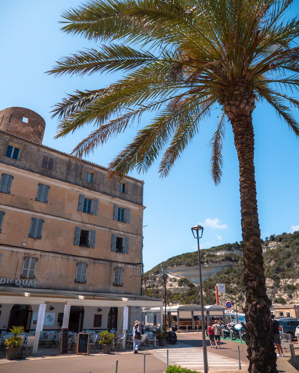 Bonifacio harbour with palm tree
