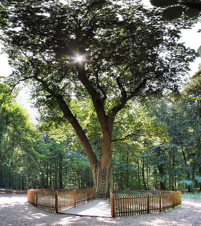 Bridegroom's Oak in Eutin