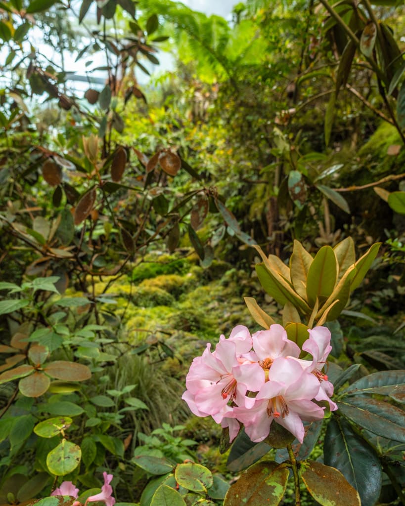 Flower in Botanika