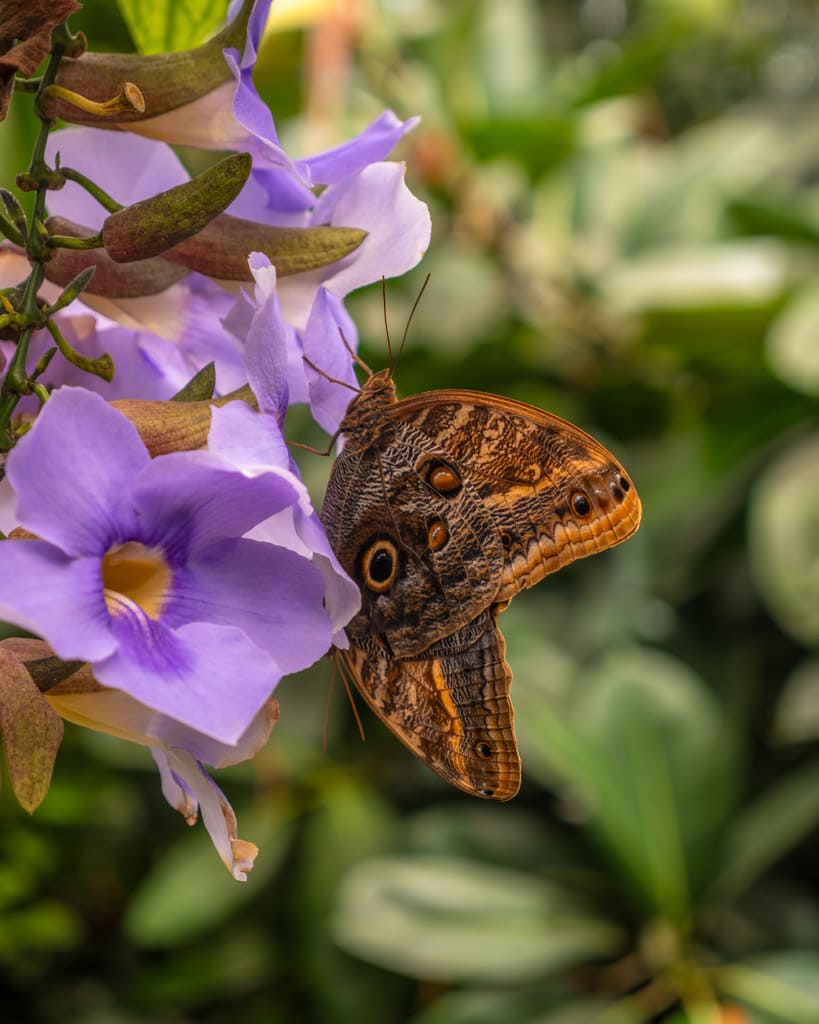 Butterfly at Botanika in Bremen.