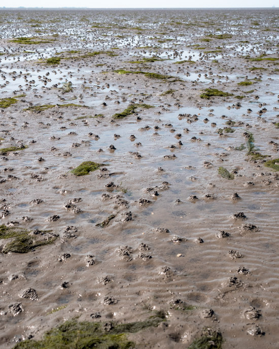 Animals in the Wadden Sea during low tide