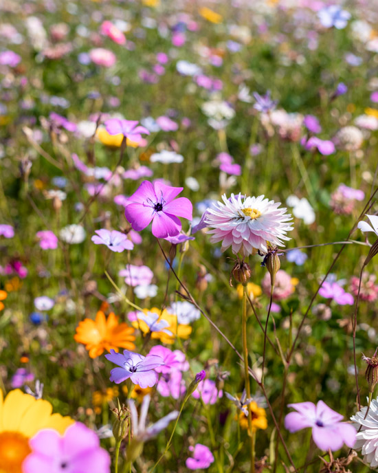 Wildflowers in Büsum in July