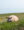 Up-close on sheep on dike