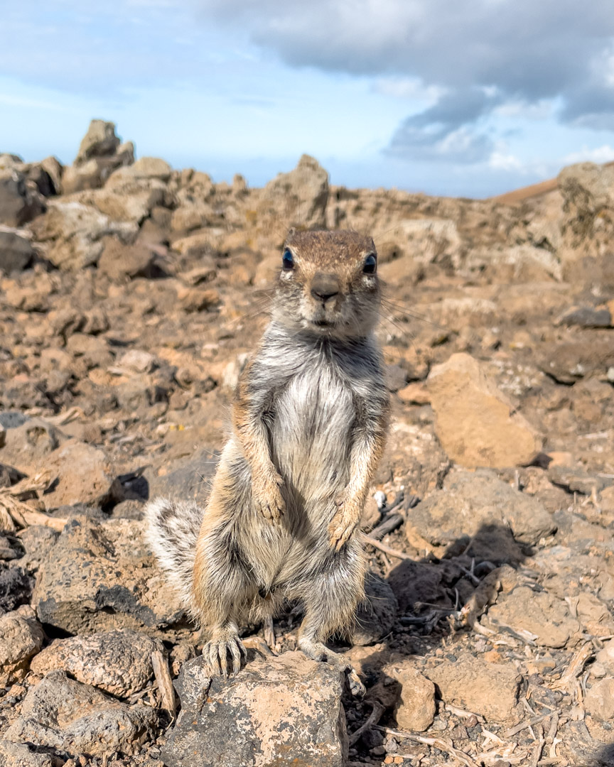 Curious chipmunk at Calderon Hondo volcano in Fuerteventura