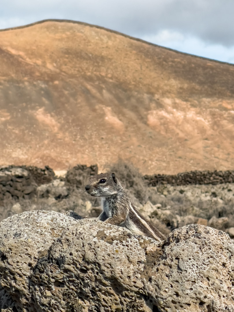 Chipmunk at Calderon Hondo volcano in Fuerteventura