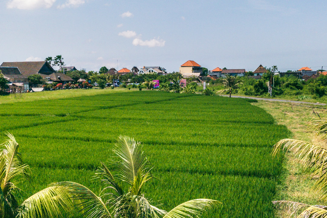 Rice fields in Canggu