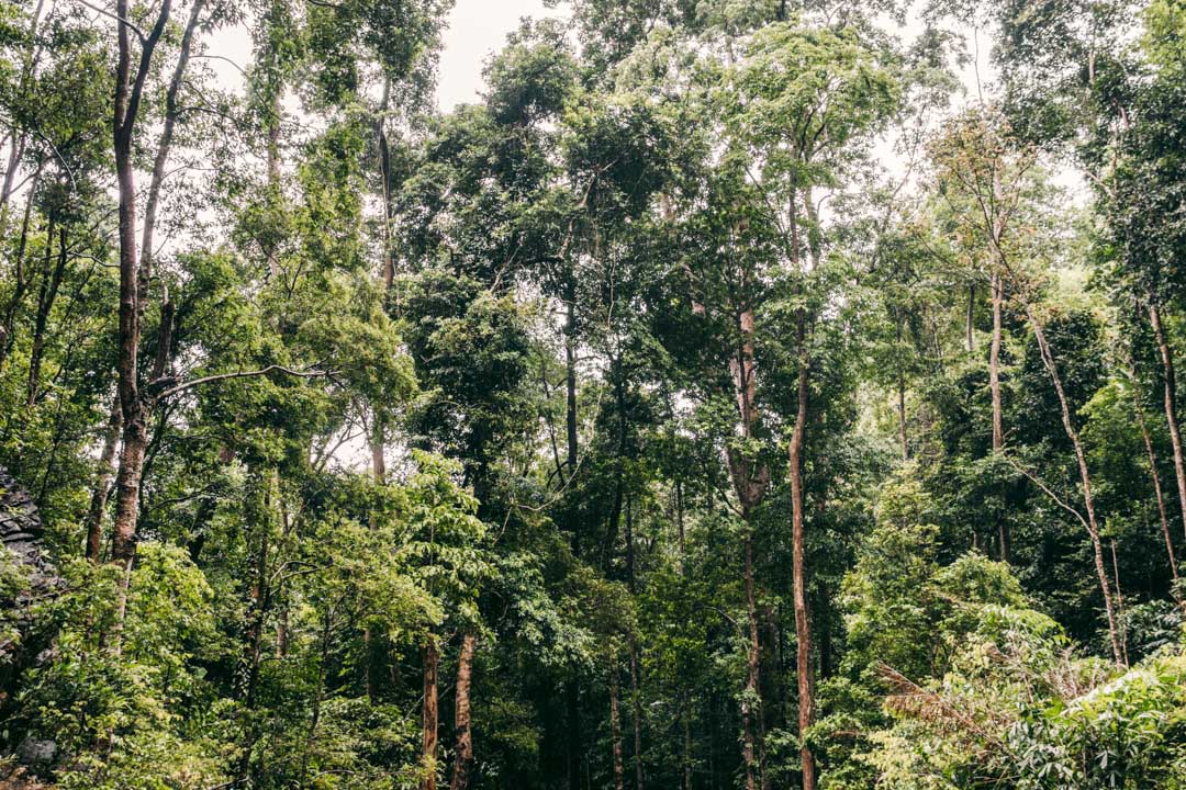 Malaysian rainforest