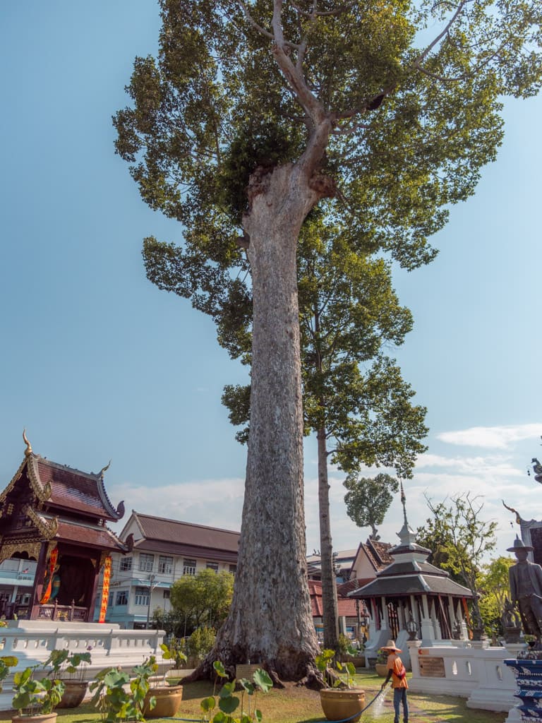 Big tree at the entrance to Wat Chedi Luang