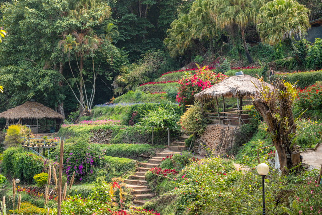 Flower garden in Doi Pui