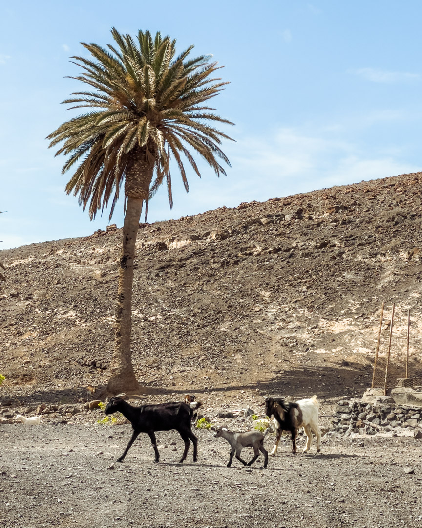 Goats on the way to Cofete Beach in Fuerteventura