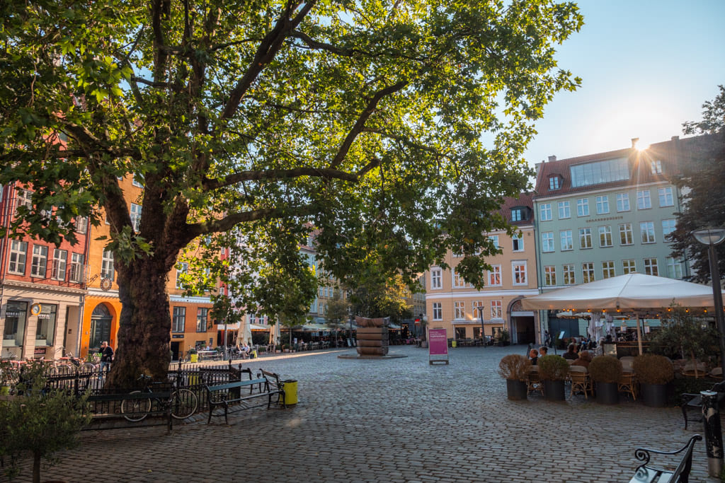 The big plane tree on Gråbrødretorv along with the rest of the square