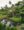 Maire Nui Botanical Gardens, Rarotonga, Cook Islands