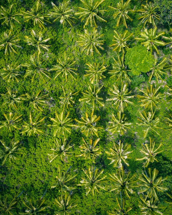 Palm trees in Indonesia