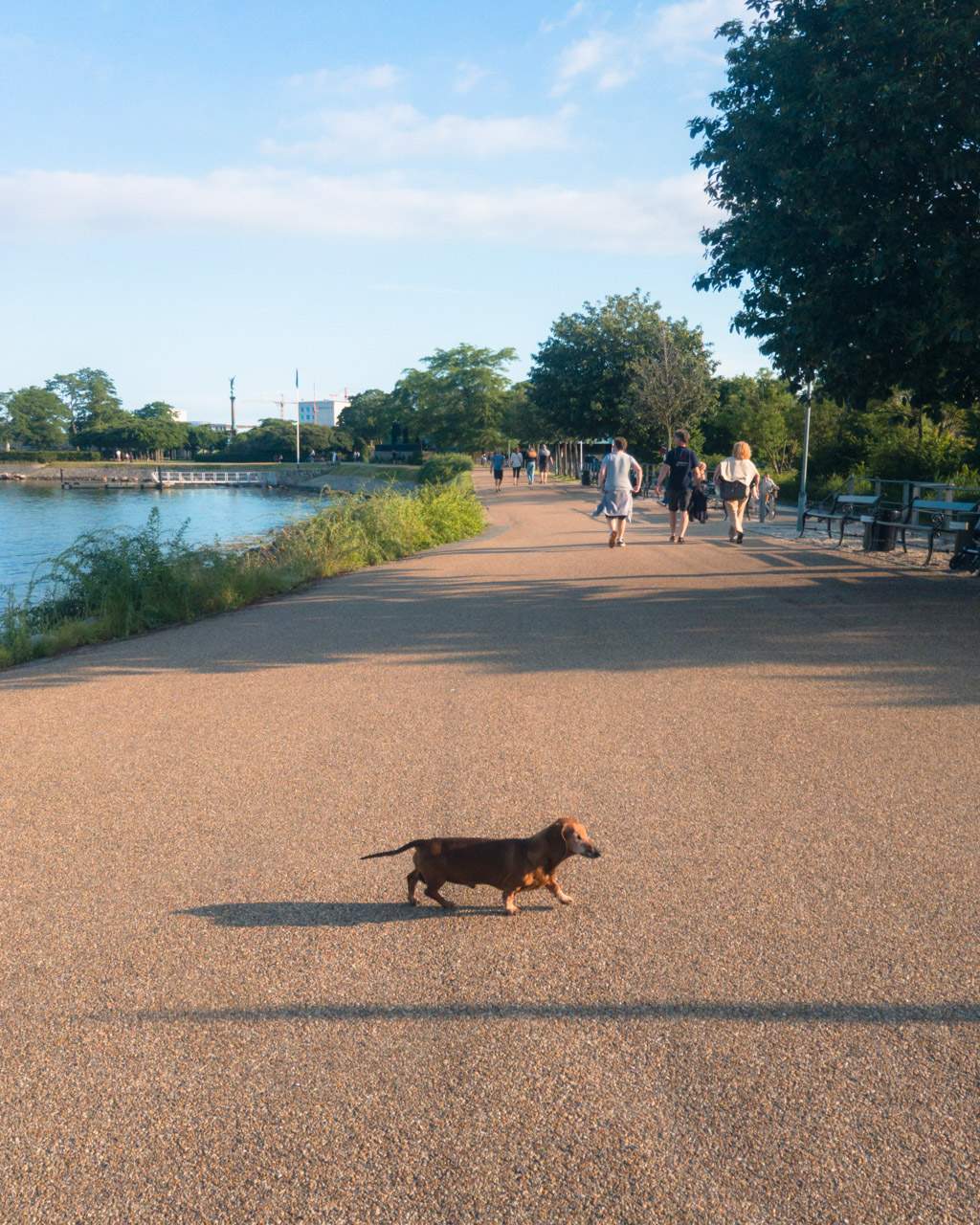 Dog in Copenhagen near The Little Mermaid