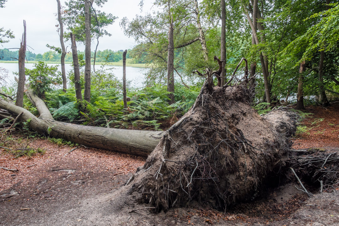 Fallen tree near Schaalsee