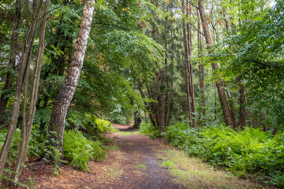 The nature reserve Groß Zecher in the Duchy of Lauenburg region