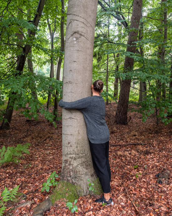 Forest bathing in Schleswig-Holstein