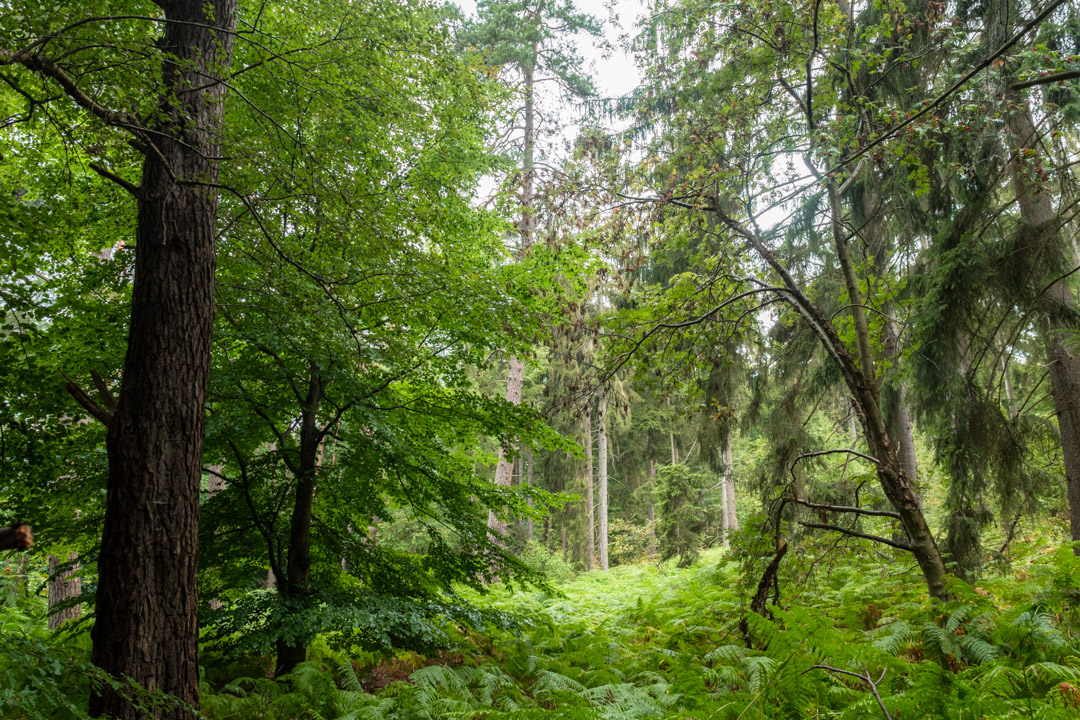 Biodiversity in the nature reserve Groß Zecher